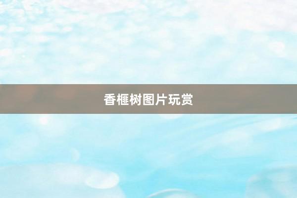 香榧树图片玩赏